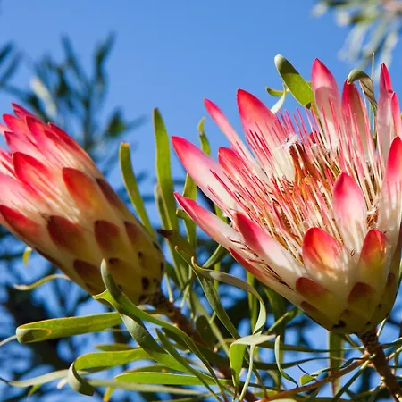 Fynbos Ridge Country House & Cottages Plettenberg Bay Zimmer foto