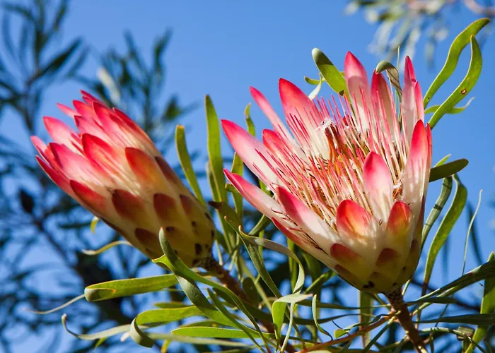 Fynbos Ridge Country House & Cottages