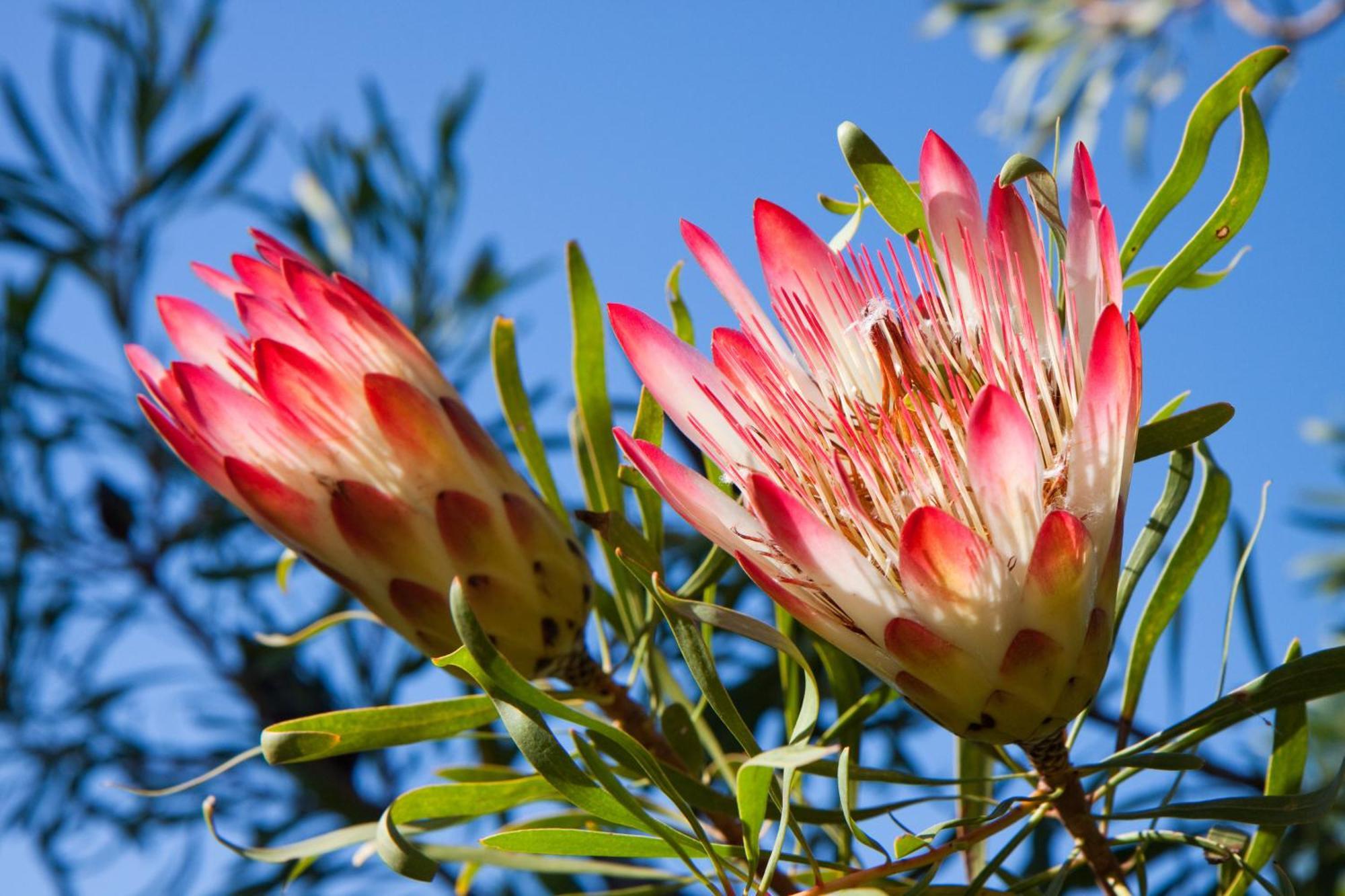 Fynbos Ridge &