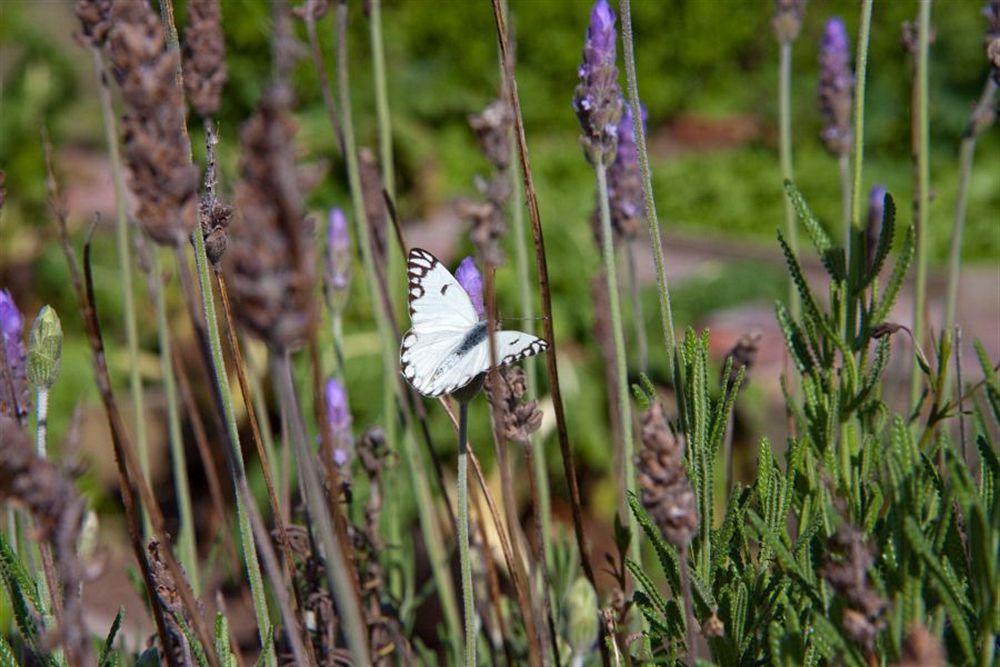 Fynbos Ridge & Landhuis *