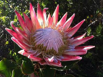 Fynbos Ridge & Landhuis Plettenbergbaai